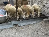 Schaf, Schafe — Foto 3
