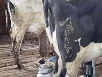 Kuh, Swiss cattle — Foto 5