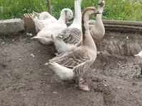 Geese — الصورة 2