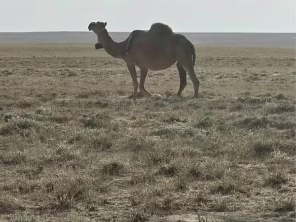 إبل (دفعة، الجنس غير محدد), Anafi camel — كازاخستان