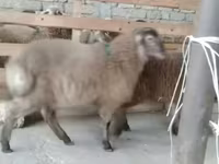 Qoyunlar (partiya, cinsi göstərilməyib), Qoyunlar — foto 2