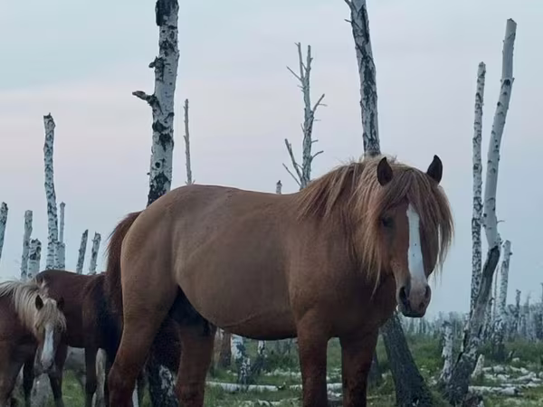 Hengst, Kushum Horse