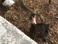 Ducks — foto 5