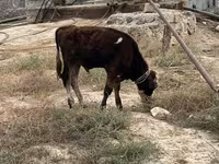 Toro, Ganado vacuno — foto 1