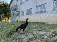 Chickens — 3-rasm