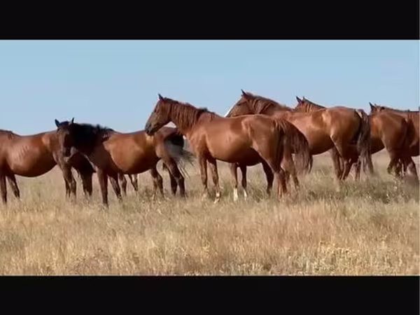 Toychoq, Kushum Horse