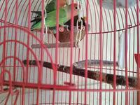 Məhsul: Qırmızı asma quş qəfəsi aksesuarlar, 1 cut popuqaylar lovebird — 2-rasm