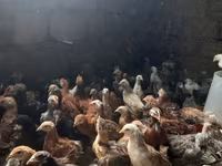 Brahma — Foto 4