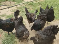 Chickens — 3-сурет