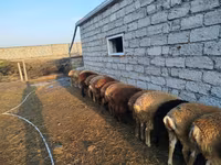 Qoyunlar (partiya, cinsi göstərilməyib), Qoyunlar — foto 5
