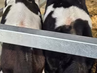 Bulle, Russian Black pied cattle — Foto 7