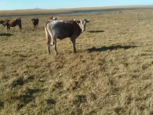 Bull, Cattle