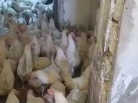 ليغهورن — الصورة 7