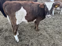 Rinder (Partie, Geschlecht nicht angegeben), Simmental cattle — Foto 3