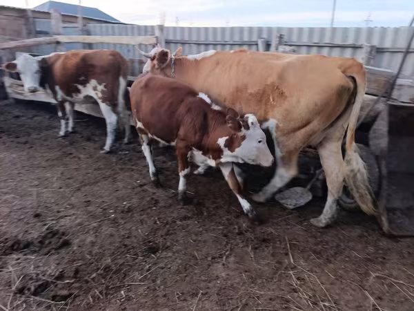بقرة, Latvian Blue cattle