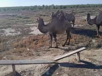 Camel Female, Kazakh Bactrian camel — photo 2