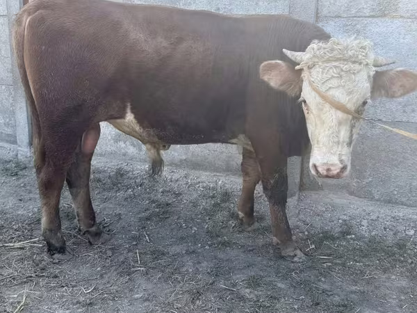Buqa, Qozog'iston oq boshli sigir