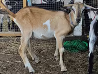 Ziegenbock, Nubian Goat — Foto 1