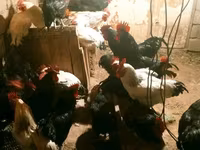 Chickens — 照片 2