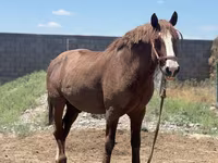 Aygʻir, Kazakh horse — 2-rasm