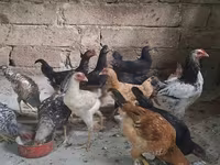 Chickens — Foto 1