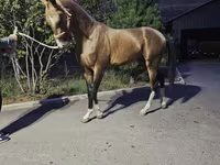 Hengst, Akhal-Teke — Foto 1