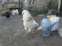 Chickens — photo 3