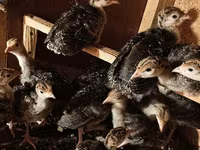 Chickens — Foto 5