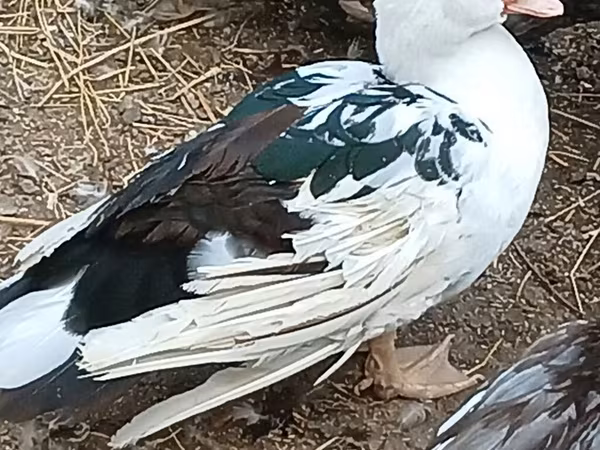 pato criollo doméstico