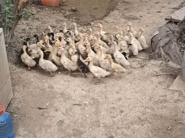 Deutscher Pekin