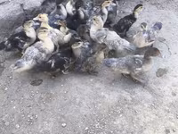 Ducks — foto 8