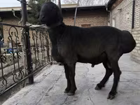 Qoç, Qoyunlar — foto 2