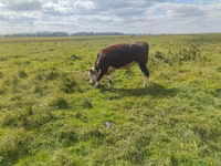 Bulle, Simmental cattle — Foto 4