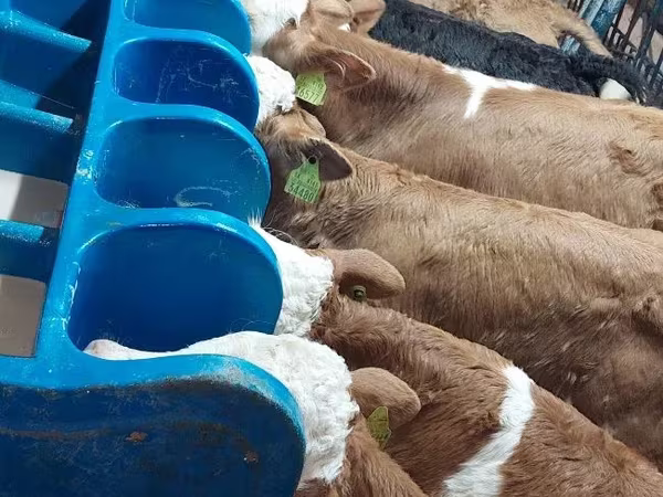 Bulle, Limousin-Kuh