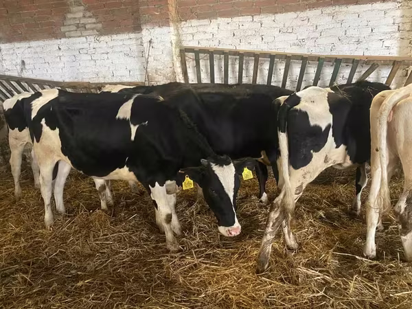Cow, Russian Black pied cattle
