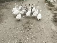 Ducks — الصورة 3