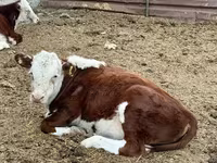 Toro, Vaca kazaja de cabeza blanca — foto 4