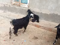 Cabras (lote, sexo no especificado), Angora goats — foto 3