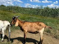 Ziegenbock, Nubian Goat — Foto 4