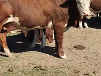 公牛, Kazakh White-headed cow — 照片 2