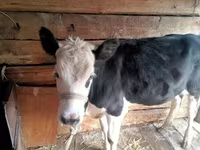 Сиыр, Russian Black pied cattle — 2-сурет