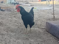 Chickens — 5-rasm
