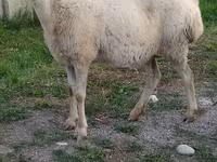 公羊, Sheep — 照片 3