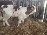 أبقار (دفعة، الجنس غير محدد), Simmental cattle — الصورة 7