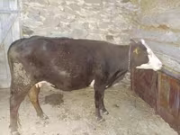 Kuh, Latvian Blue cattle — Foto 1