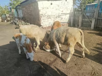 Cow, Cattle — photo 4
