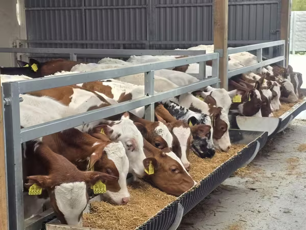 Bulle, Simmental cattle