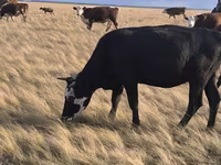 Vaca, Simmental cattle — foto 4