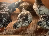 Japanisches Bantam — Foto 6