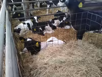 Bulle, Holstein-Rasse — Foto 6